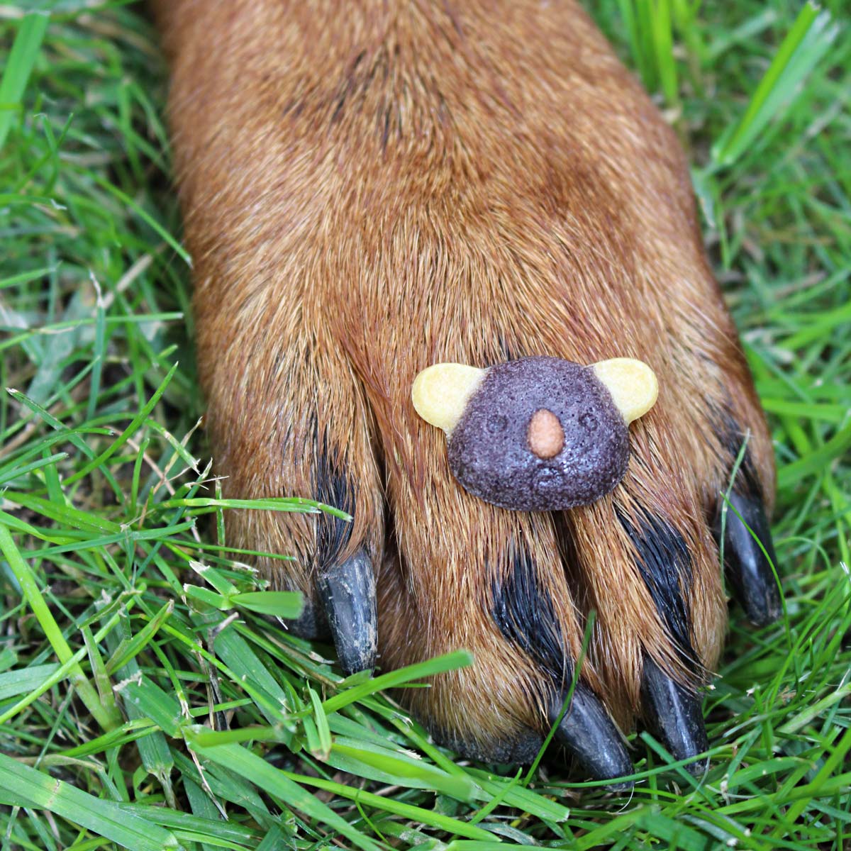 Happy pets baking pan