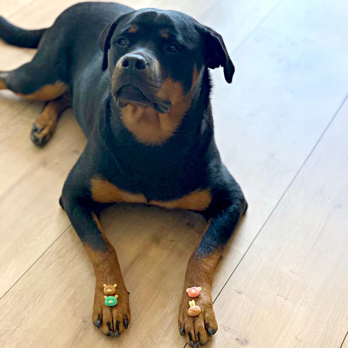 Happy pets baking pan